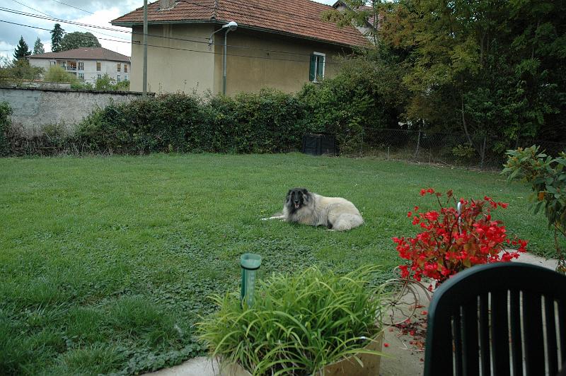 2013-09-30_3927.JPG - 30 septembre 2013 - Cheyenne trône sur la pelouse de sa nouvelle maison