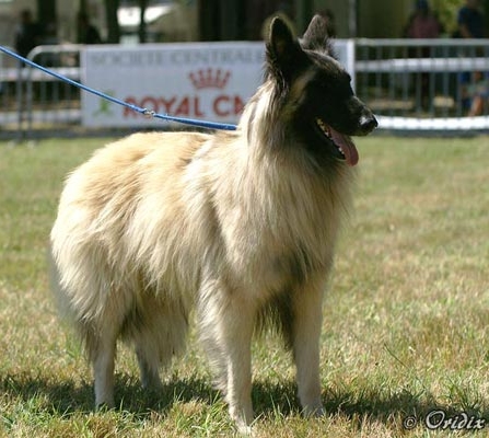 cheyennebl02.jpg - Nationale d'Élevage Française 2009