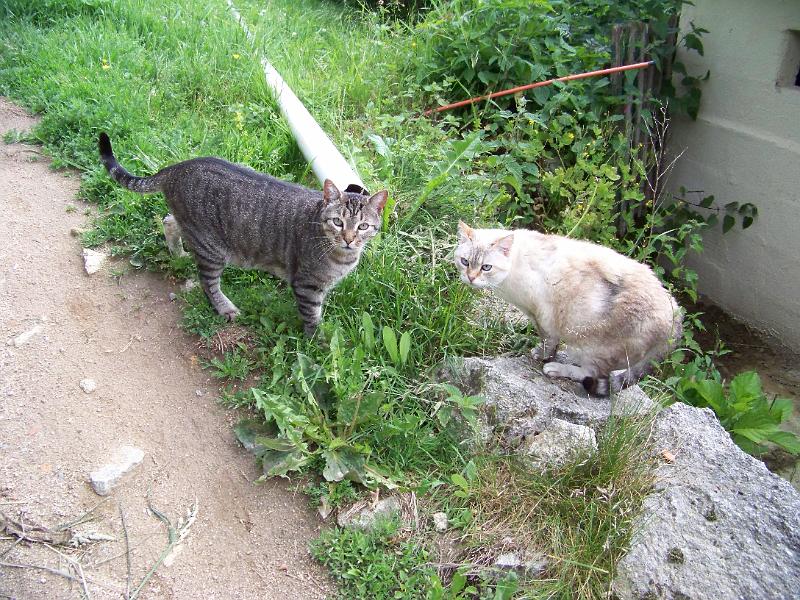 2012-06-06_9734.JPG - Les chats plutôt dubitatifs après avoir fait connaissance avec Hebony's Hope ...