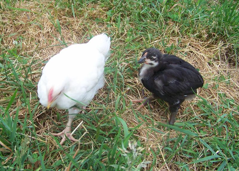 2010-07-14_001.JPG - 14 juillet - Gros Blanc et P'tit Noir, qui lui semble être un croisé de naine et reste moitié moins gros que la "troupe des blancs"